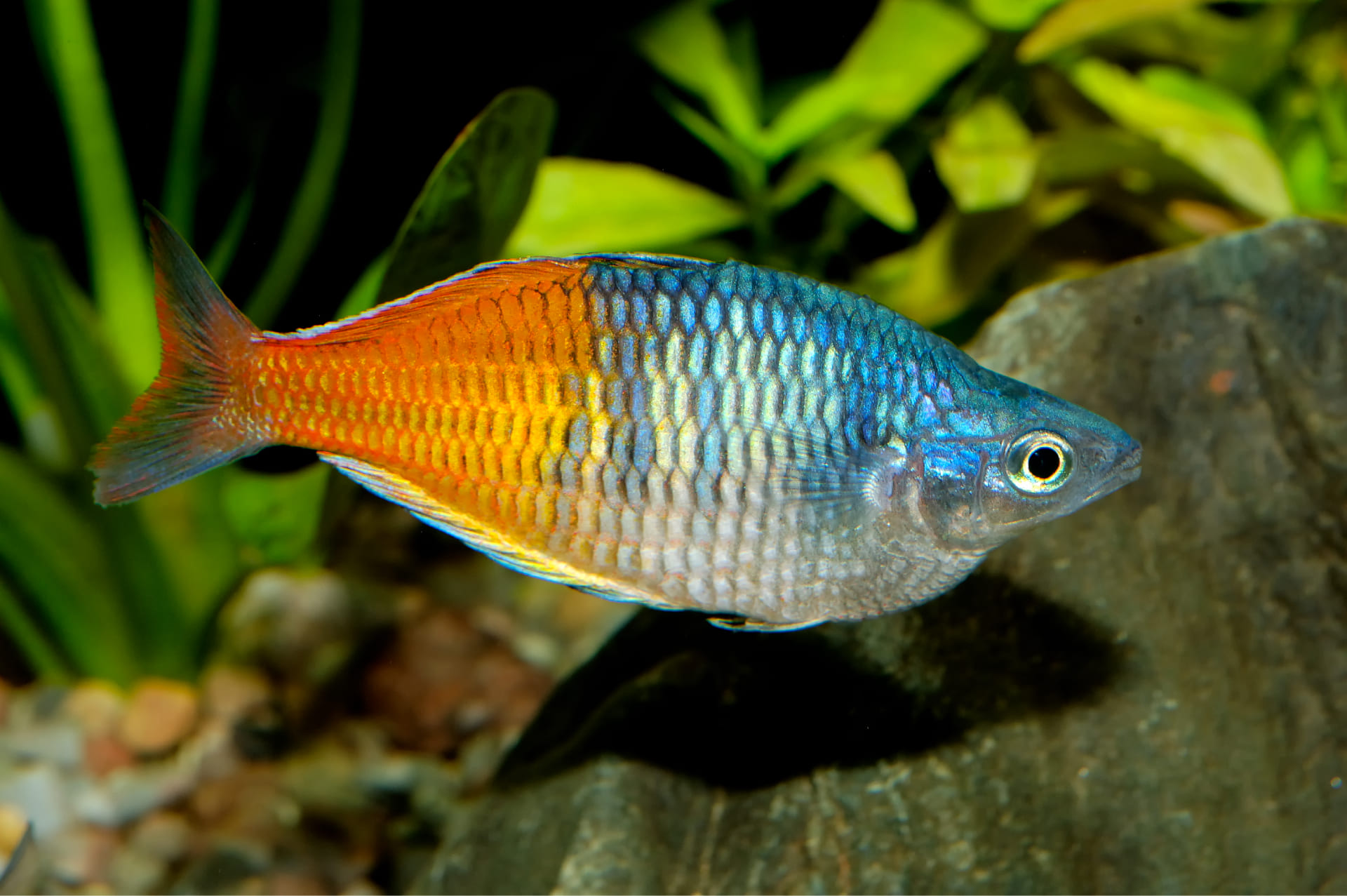 Regenbogenfische: Tipps zu Haltung und Futter